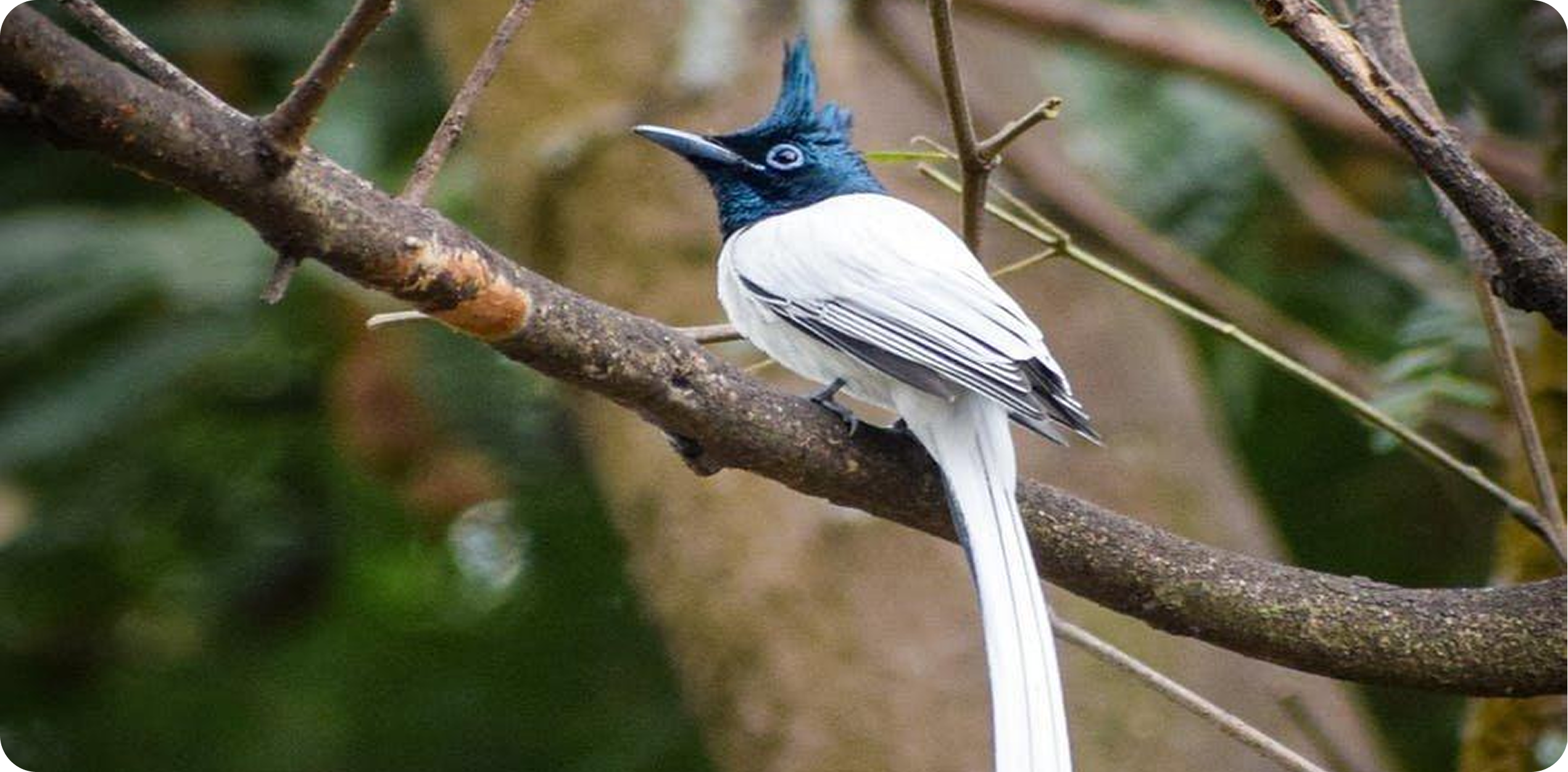 Indian Paradise Flycatcher at Phansad Wildlife Sanctuary
