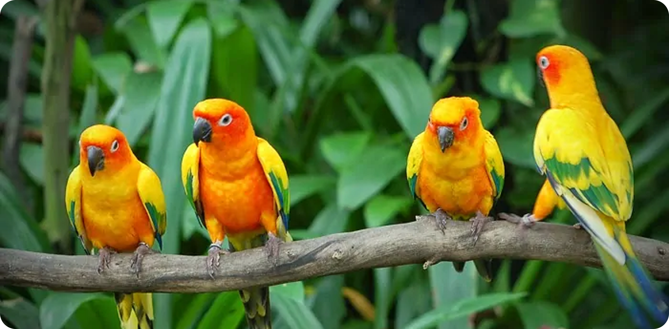 Sun Parakeet at Karnala Bird Sanctuary