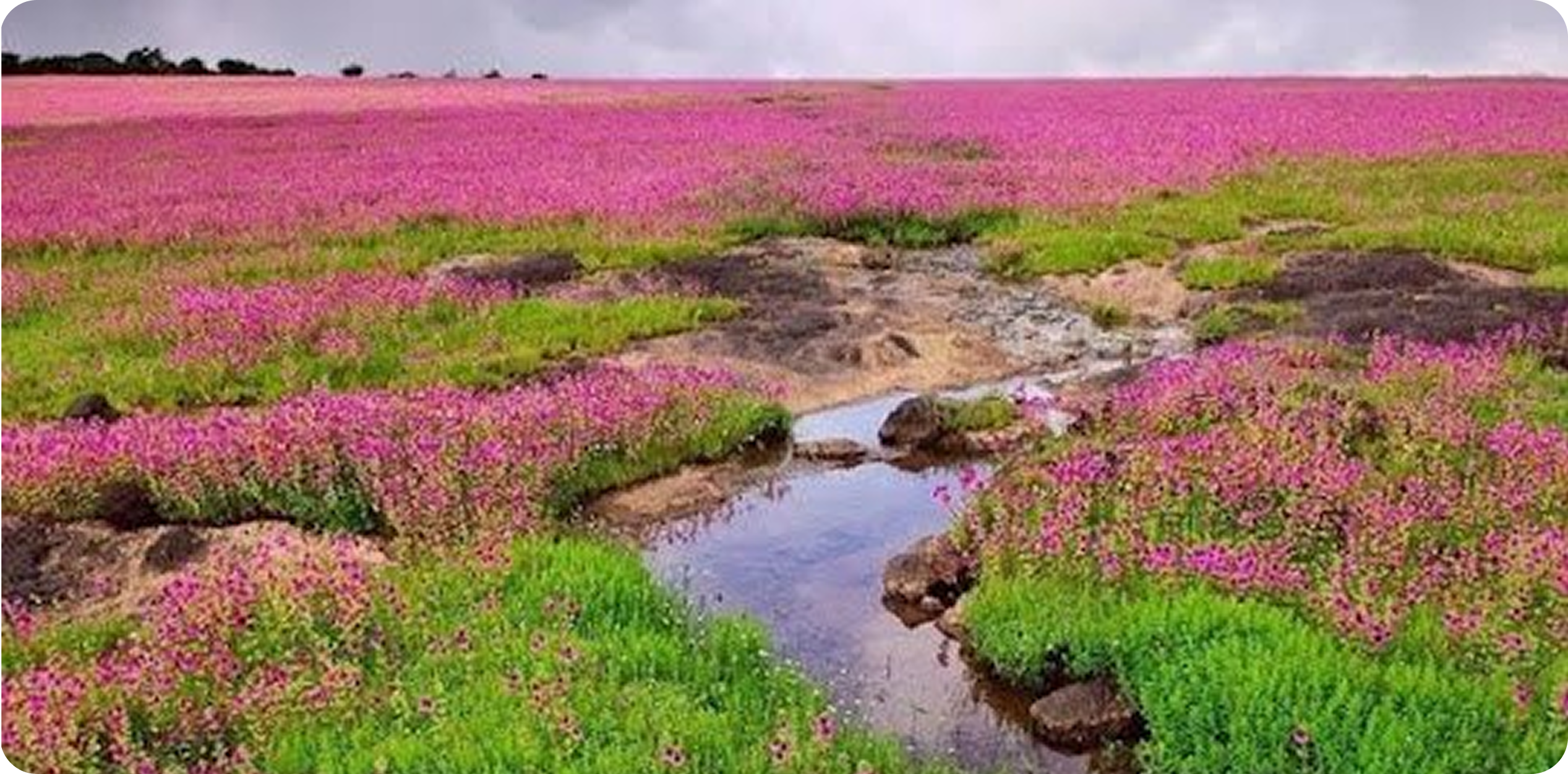 Kaas Plateau